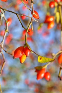 Ripe rosehip fruit of the dog rose (Rosa canina) on a branch, close-up, Wilnsdorf, North