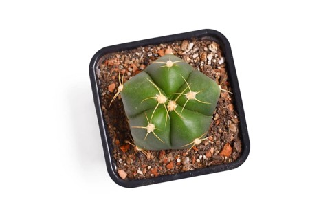 Top view of small 'Gymnocalycium Horstii' cactus plant in black square shaped flower pot on white