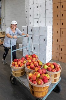 Berrien Springs, Michigan - Fresh apples are sorted and packed at Hildebrand Fruit Farms. Michigan