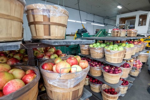 Berrien Springs, Michigan - Fresh apples are sorted and packed at Hildebrand Fruit Farms. Michigan