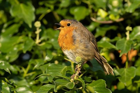 European robin (Erithacus rubecula) adult garden bird singing on an Ivy tree branch, England,
