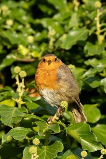 European robin (Erithacus rubecula) adult garden bird on an Ivy tree branch, England, United
