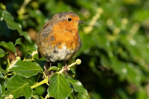 European robin (Erithacus rubecula) adult garden bird on an Ivy tree branch, England, United