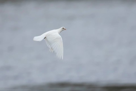 Feral pigeon or White Peace dove (Columba livia domestica) adult bird flying, England, United