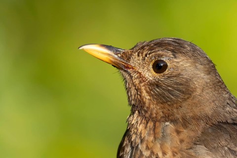 Eurasian blackbird (Turdus merula) adult female bird head portrait, England, United Kingdom