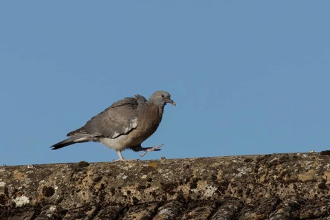 Wood pigeon (Columba palumbus) juvenile baby squab bird walking on an urban house roof, England,