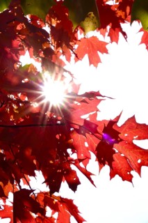 Autumn sun shining through the leaves of a maple tree, October, Germany