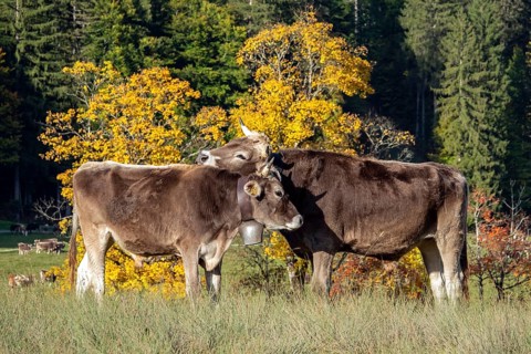 Cattle, 2 cows with cowbells, nestling heads together, autumn coloured trees behind, Stillachtal,