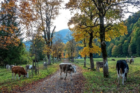 Cattle, cows on hiking trail and meadow, autumn coloured trees, Stillachtal, Oberstdorf,