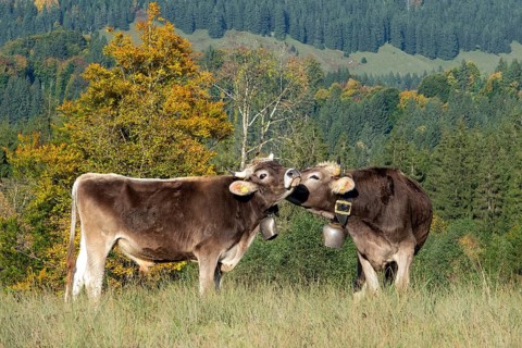 Cattle, 2 cows with cowbells, cow licks another cow on the head, behind autumnal endangered tree.