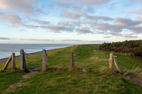 Extensive green dyke with sheep near Utersum, Föhr Island, Schleswig-Holstein, Germany
