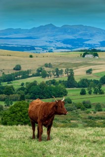Cow race salers graze peacefully in Auvergne Volcanoes Regional Park, showcasing the serene beauty