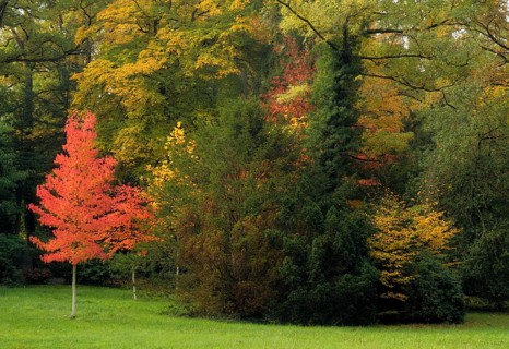 Mixed forest, maple tree, autumn colours, autumn leaves, autumn, forest cemetery, Stuttgart,