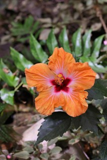 Hibiscus (Hibiscus), close-up of a red flower, houseplant, Wilnsdorf, North Rhine-Westphalia,