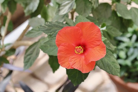 Hibiscus (Hibiscus), close-up of a red flower, houseplant, Wilnsdorf, North Rhine-Westphalia,