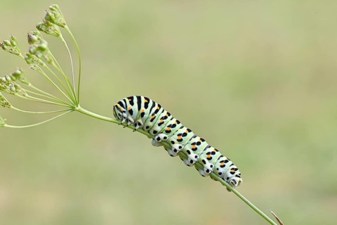 Swallowtail caterpillar (Papilio machaon), caterpillar sitting on Wild carrot (Daucus carota),