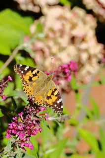 Thistle butterfly (Vanessa cardui) on a Buddleja davidii flower, Wilnsdorf, North Rhine-Westphalia,