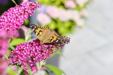 Thistle butterfly (Vanessa cardui) on a Buddleja davidii flower, Wilnsdorf, North Rhine-Westphalia,