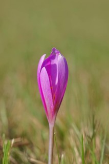 Autumn crocus (Colchicum autumnale), autumn crocus (Colchica) closed flowers in a meadow,