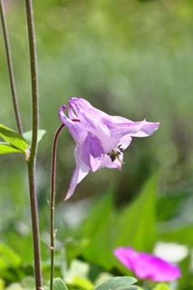 Columbine (Aquilegia vulgaris), pink flower at the edge of a forest, in spring, Wilnsdorf, North
