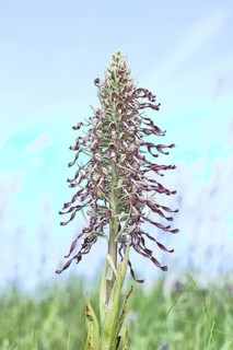 Goat's tongue (Himantoglossum hircinum), inflorescence with open white-purple flowers, on a weasel,