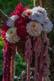 Bouquet of dahlias and foxtail, North Rhine-Westphalia, Germany