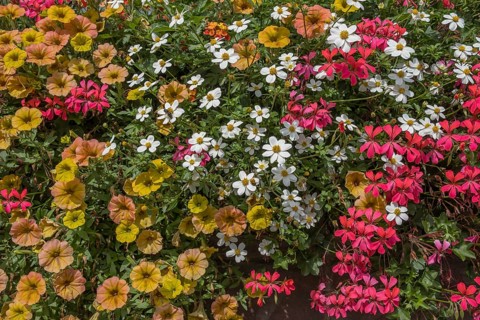 Colourful summer flowers, Palatinate, Rhineland-Palatinate, Germany