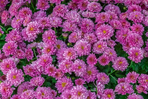 Garden chrysanthemum (Chrysanthemum × grandiflorum), pink-coloured, Münsterland, North