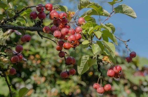 Ornamental apple (Malus spec.), fruit on the tree, Münsterland, North Rhine-Westphalia, Germany