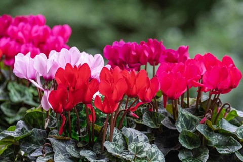 Cyclamen hederifolium or Neapolitan cyclamen (Cyclamen hederifolium), Münsterland, North