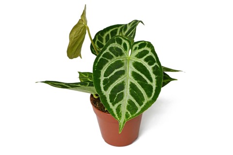 Beautiful 'Silver Blush Anthurium Crystallinum' houseplant with lace pattern on leaves in flower