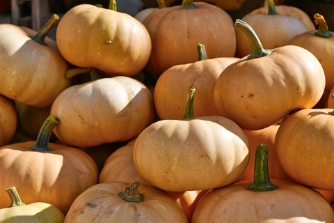 Pale orange Butterkin squashes stacked at autumn market