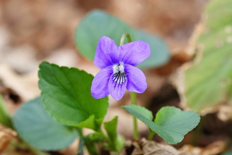 Grove violet (Viola riviniana), flower, in a beech forest, Wilnsdorf, North Rhine-Westphalia,