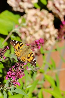 Thistle butterfly (Vanessa cardui) on a Buddleja davidii flower, Wilnsdorf, North Rhine-Westphalia,