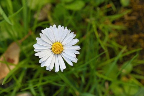 Daisy (Bellis perennis), flower on a lawn in a garden, close-up, Wilnsdorf, North Rhine-Westphalia,