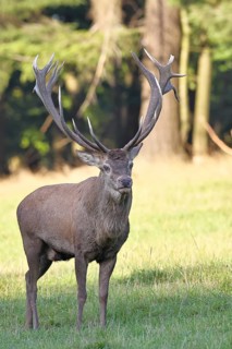 Red deer (Cervus elaphus) in rutting season, capital stag in a forest clearing, animal portrait,