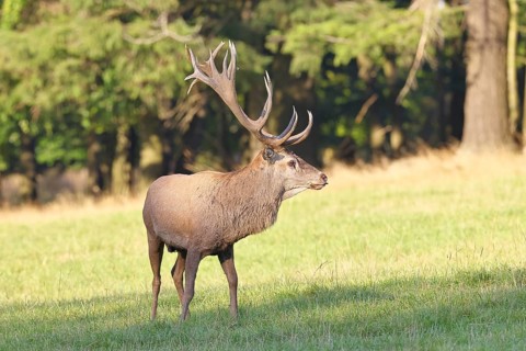 Red deer (Cervus elaphus) in rutting season, capital stag in a forest clearing, animal portrait,