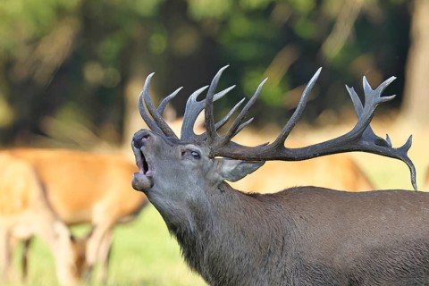 Red deer (Cervus elaphus) during the rutting season, a large stag roaring in a forest clearing,