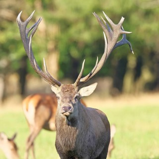 Red deer (Cervus elaphus), capital stag in a forest clearing, animal portrait, looking into the