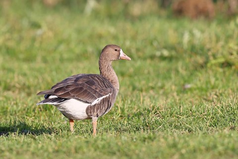 White-fronted goose (Anser albifrons), standing in a meadow in the wintering area, wildlife,