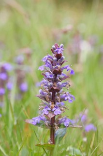 Blue bugle (Ajuga reptans), inflorescence in a meadow, Wilnsdorf, North Rhine-Westphalia, Germany