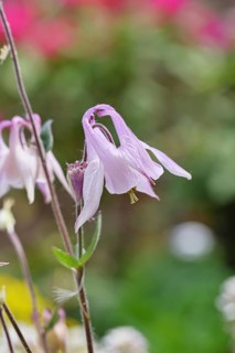 Columbine (Aquilegia vulgaris), white flower at the edge of a forest, in spring, Wilnsdorf, North