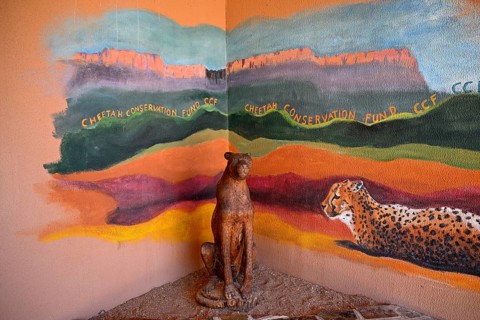 Model of a cheetah (Acinonyx jubatus) at the Field Conservation Centre and Reserve of the Cheetah