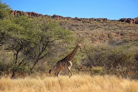 Angola giraffe (Giraffa camelopardalis angolensis) at the foot of the Waterberg, Otjozondjupa
