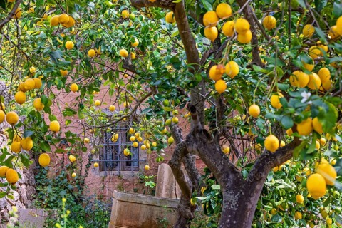Ripe lemons hanging on the tree branches in a garden by an idyllic pink house in the countryside,