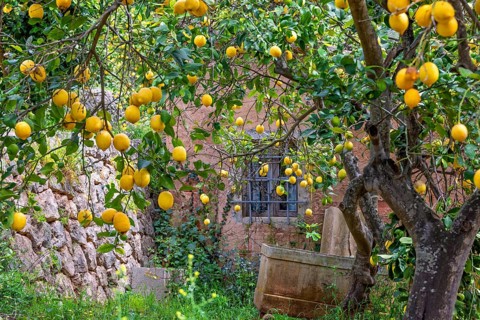 Old idyllic pink cottage with lot of yellow lemons on the trees in the fruit garden, Mallorca,