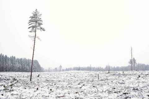 Desolate view at a clearcutting area in a coniferous forest with seed pine trees and snow on the