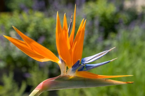 Bird of paradise flower, Strelitzia, single flower, close-up, Westphalia, North Rhine-Westphalia,