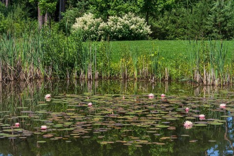 Pond with water lilies (Nymphaea), many flowers and leaves, meadow and flowering bush at the edge,