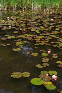 Pond with water lilies (Nymphaea), many flowers and leaves, Westphalia, North Rhine-Westphalia,